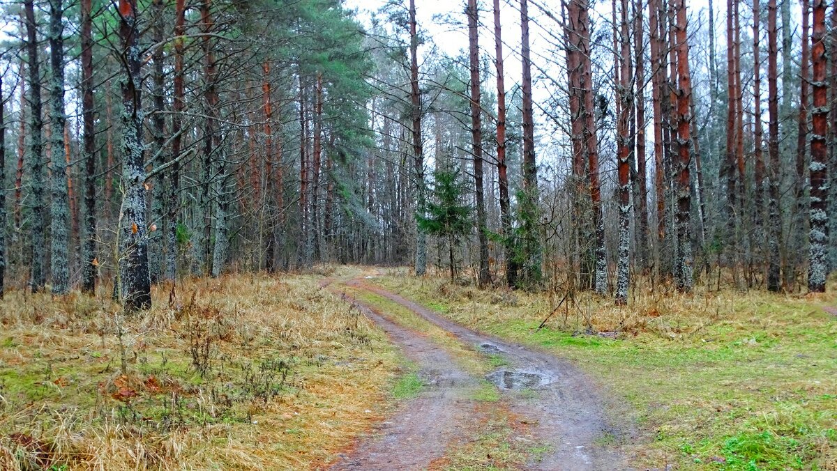 Зима в декабре. - Милешкин Владимир Алексеевич 