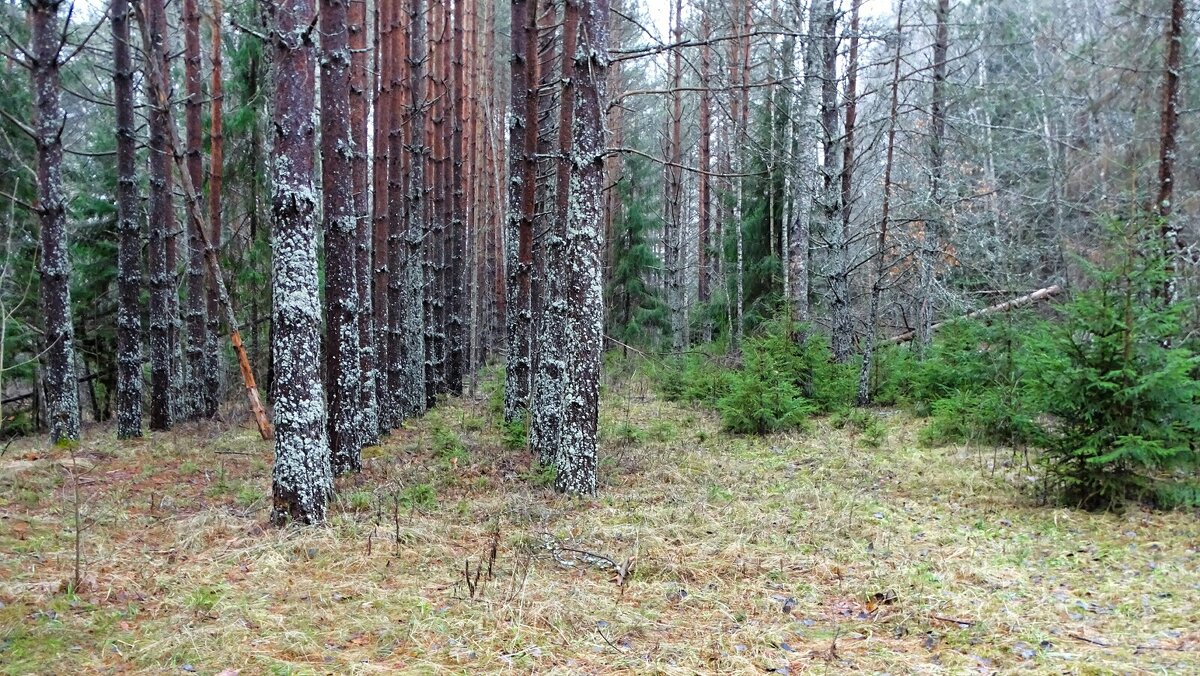 Сосновый бор в декабре. - Милешкин Владимир Алексеевич Сосновый бор в декабре. - Милешкин Владимир Алексеевич