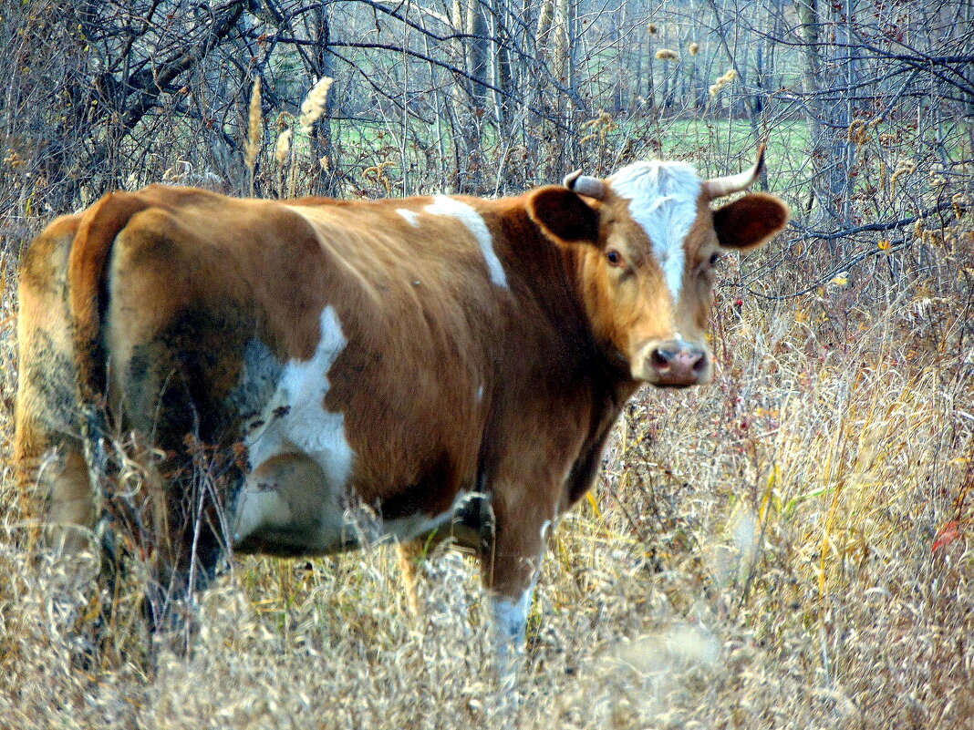 Оглянулась посмотреть.... - nadyasilyuk Вознюк Оглянулась посмотреть.... - nadyasilyuk Вознюк