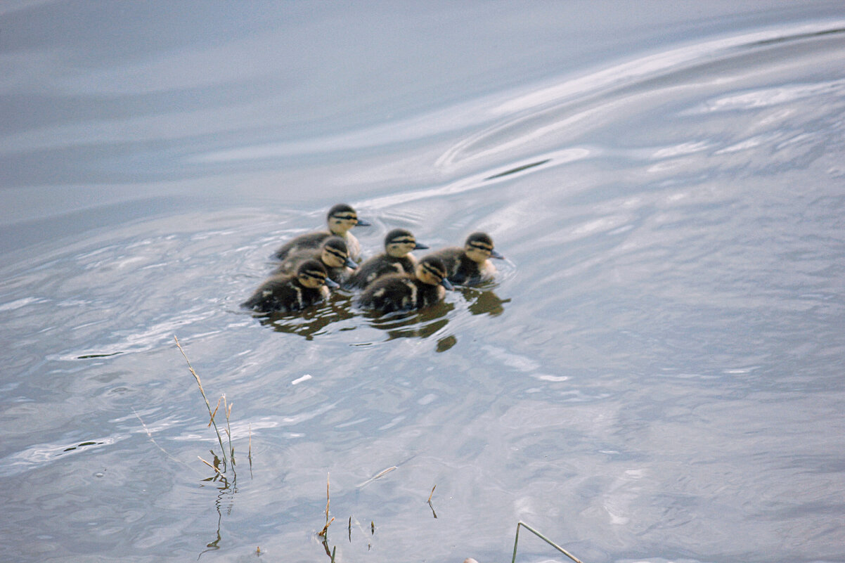 Утята - Сергей Кочнев