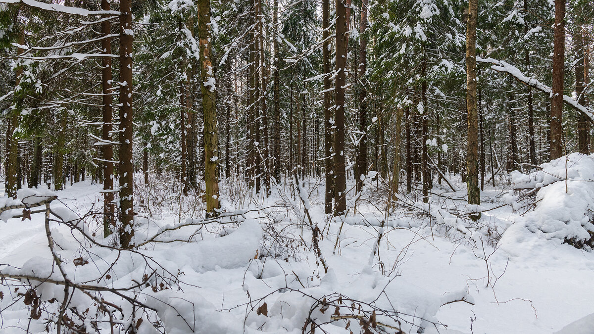 Зимний пейзаж - Владимир Лазарев
