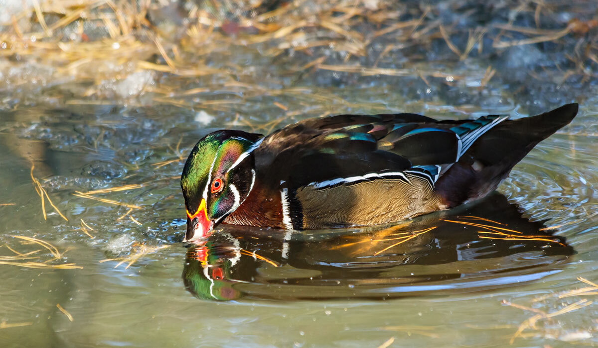 Каролинка - SanSan 