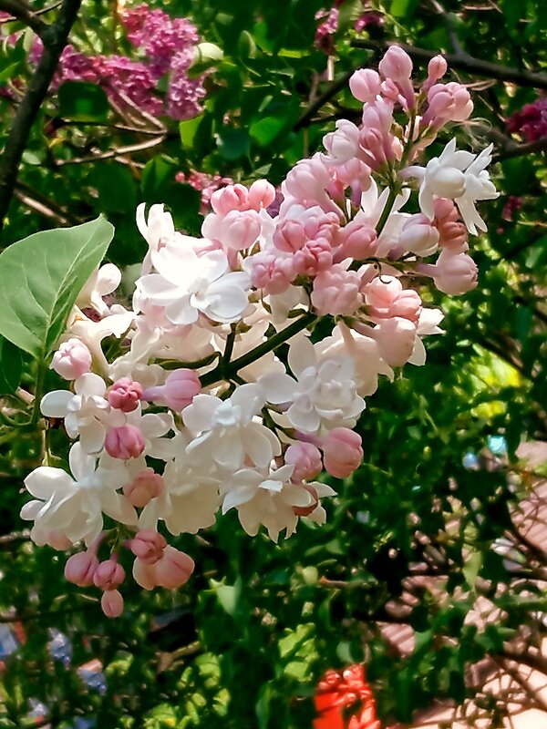 Весна - Роман Савоцкий