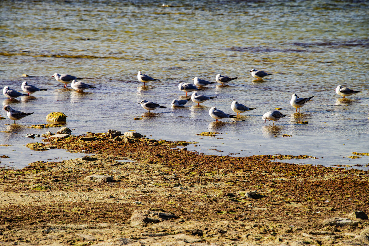 Чайки - Анатолий Чикчирный