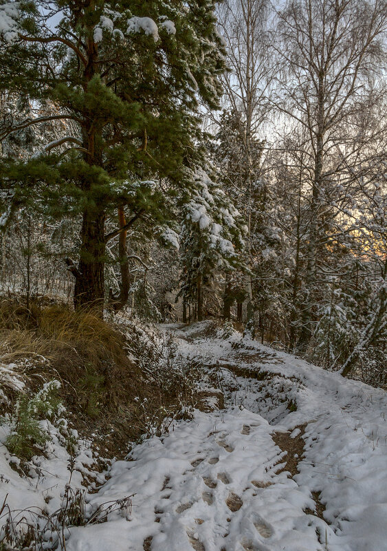 По лесной тропинке - Сергей Цветков По лесной тропинке - Сергей Цветков