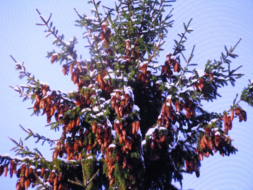 Так много шишек - Людмила Смородинская Так много шишек - Людмила Смородинская
