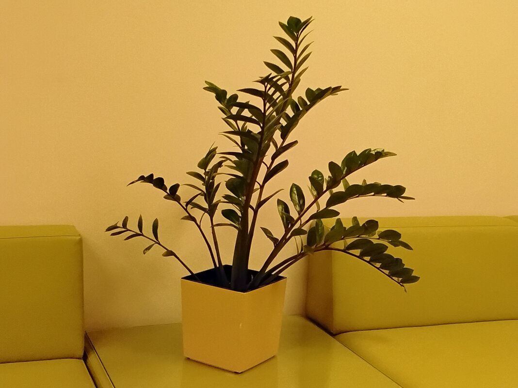 Ра тение - Дмитрий Никитин Ра тение - Дмитрий Никитин