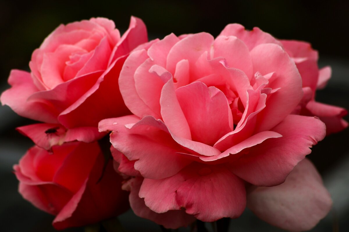 Цветы ушедшего лета - Юрий. Шмаков Цветы ушедшего лета - Юрий. Шмаков