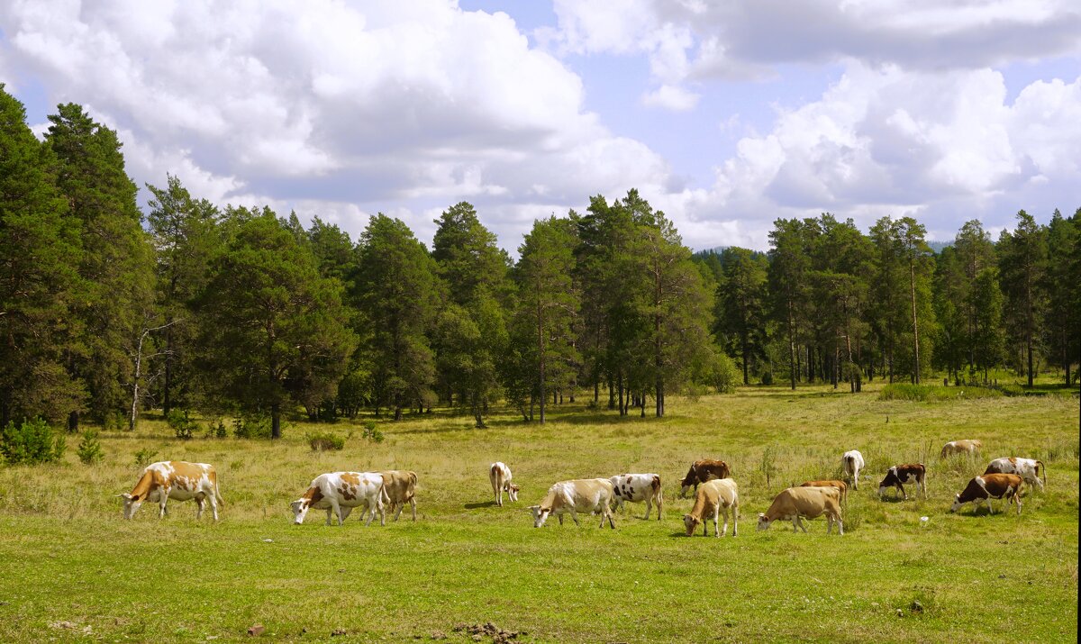 Башкирская пастораль - Ольга Чистякова Башкирская пастораль - Ольга Чистякова
