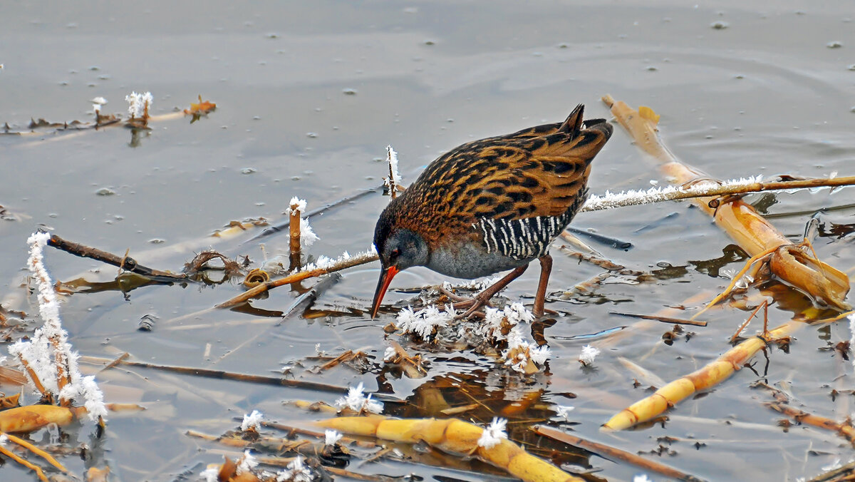 В поиске пищи - Alexandеr P