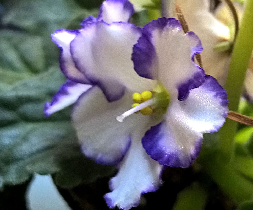 Фиалка - Елена Семигина Фиалка - Елена Семигина