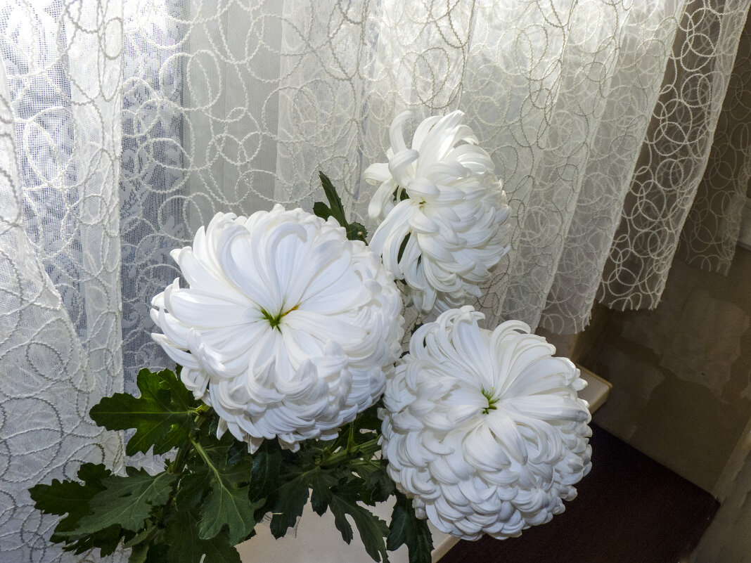 Хризантемы белые - Валентин Семчишин Хризантемы белые - Валентин Семчишин