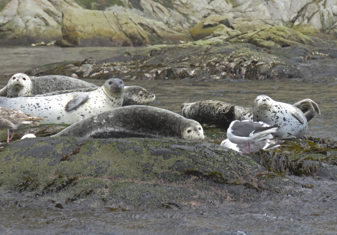 нерпы у маяка Анива - ИРЭН@ . нерпы у маяка Анива - ИРЭН@ .