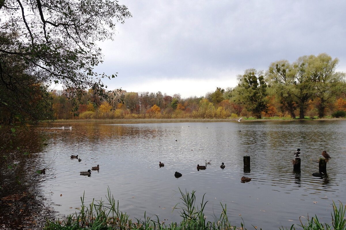 Озеро Лесное, Калининград - Рита Симонова Озеро Лесное, Калининград - Рита Симонова