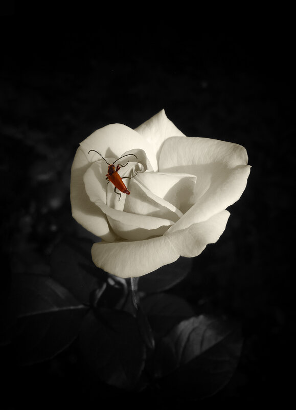 Роза. - Александр. AVG100 --- Роза. - Александр. AVG100 ---