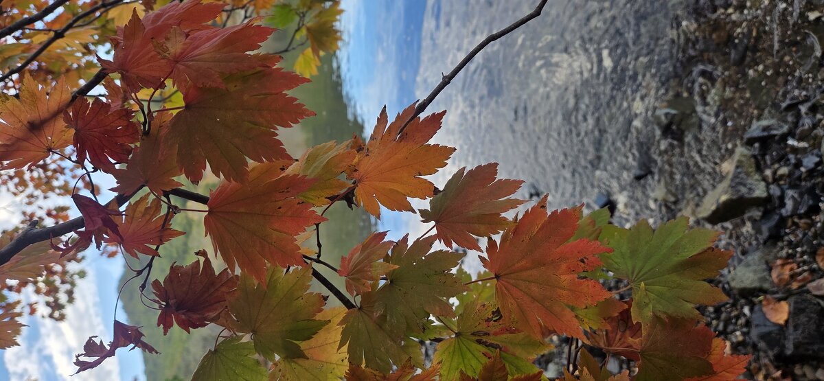 Клён - Марина Клён - Марина