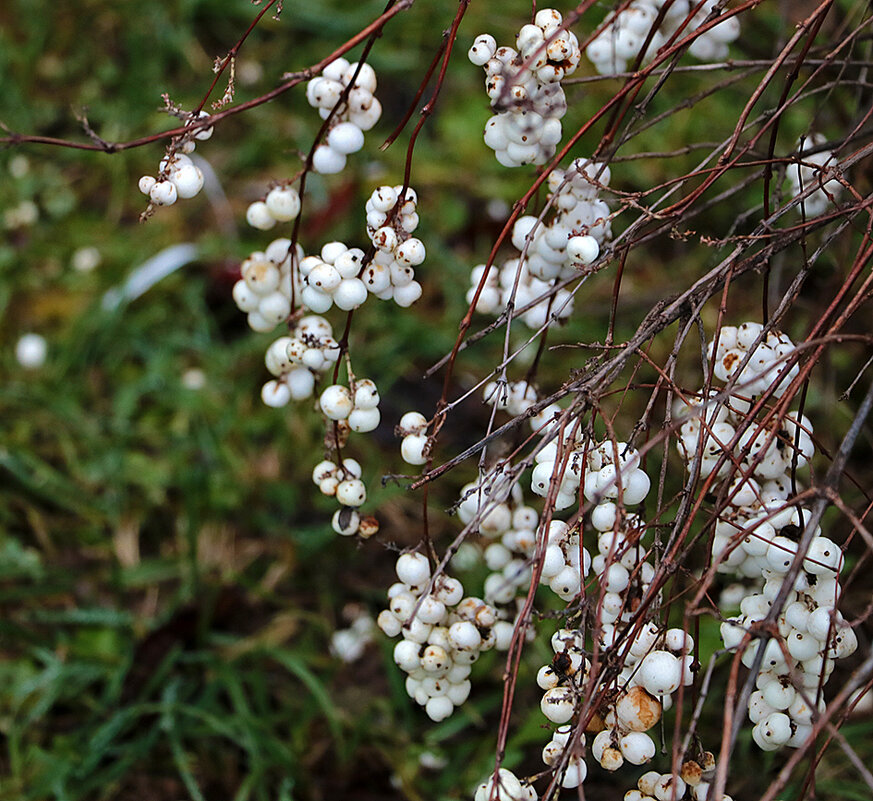 Снежноягодник в декабре - Светлана Снежноягодник в декабре - Светлана