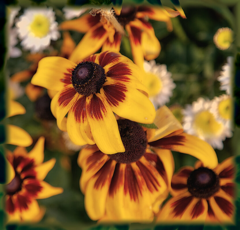 Картина осенних рудбекий! - Лилия * Картина осенних рудбекий! - Лилия *