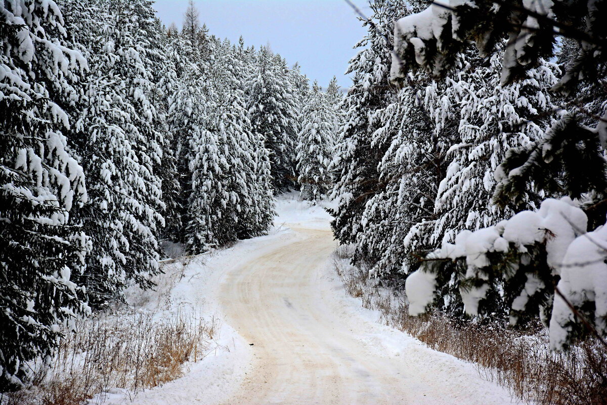 утро в лесу - Александр утро в лесу - Александр