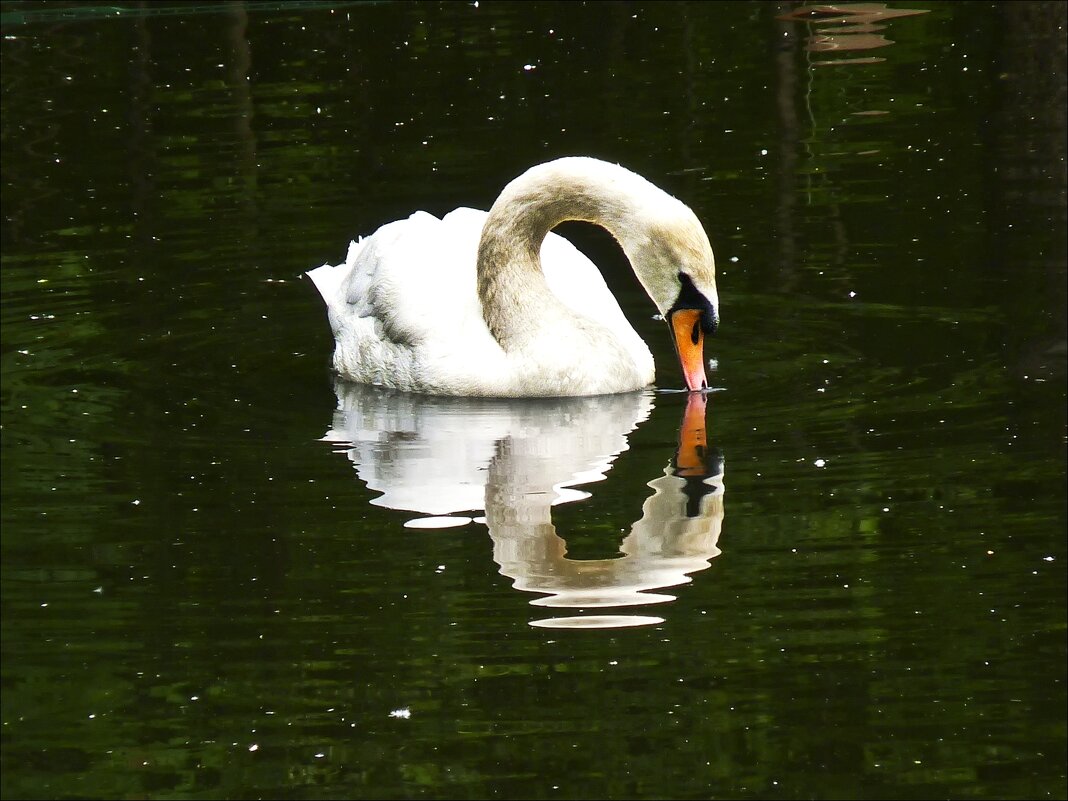 Засмотрелась лебедь белая... - Валентина * Засмотрелась лебедь белая... - Валентина *