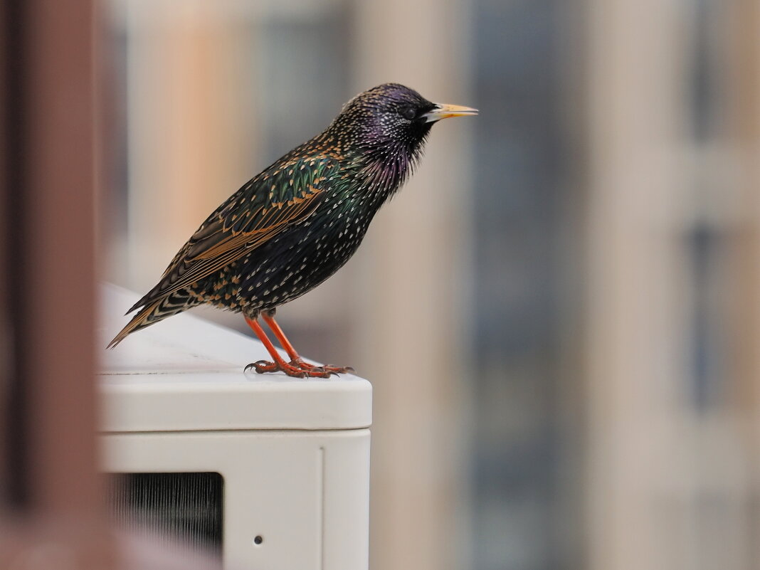 "Дикий" скворец ))) Обитатель каменных джунглей. - Евгений Седов