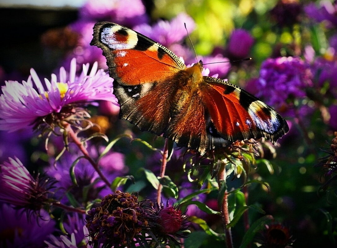 ...теплый октябрь... - Александр Герасенков