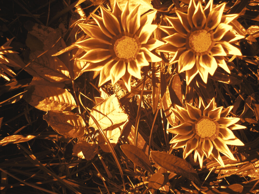 Газания! - Victoria Газания! - Victoria