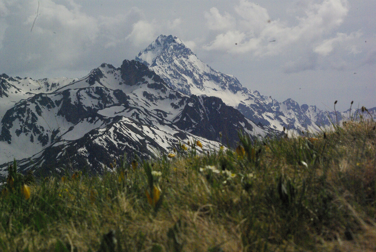 Первоцветы ... - Андрей Любимов Первоцветы ... - Андрей Любимов