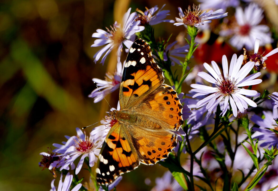 опять про бабочек...197 - Александр Прокудин опять про бабочек...197 - Александр Прокудин