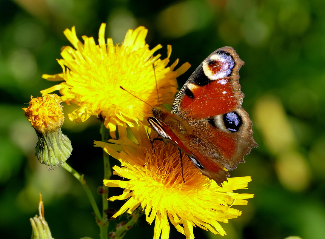 опять про бабочек...199 - Александр Прокудин опять про бабочек...199 - Александр Прокудин