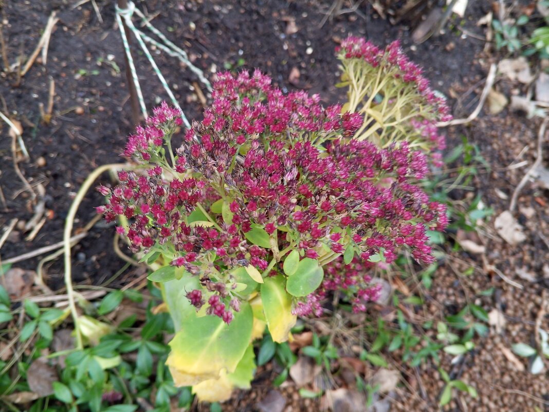 Очиток - Сапсан 