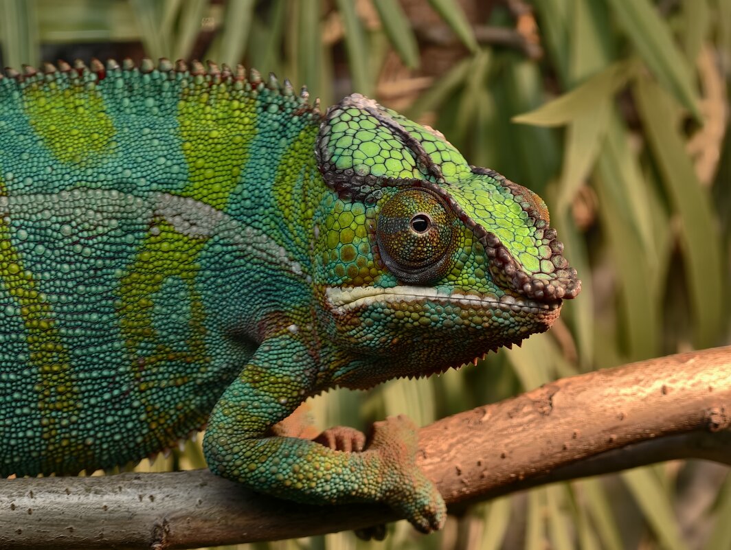 Хамелеон - <<< Наташа >>>