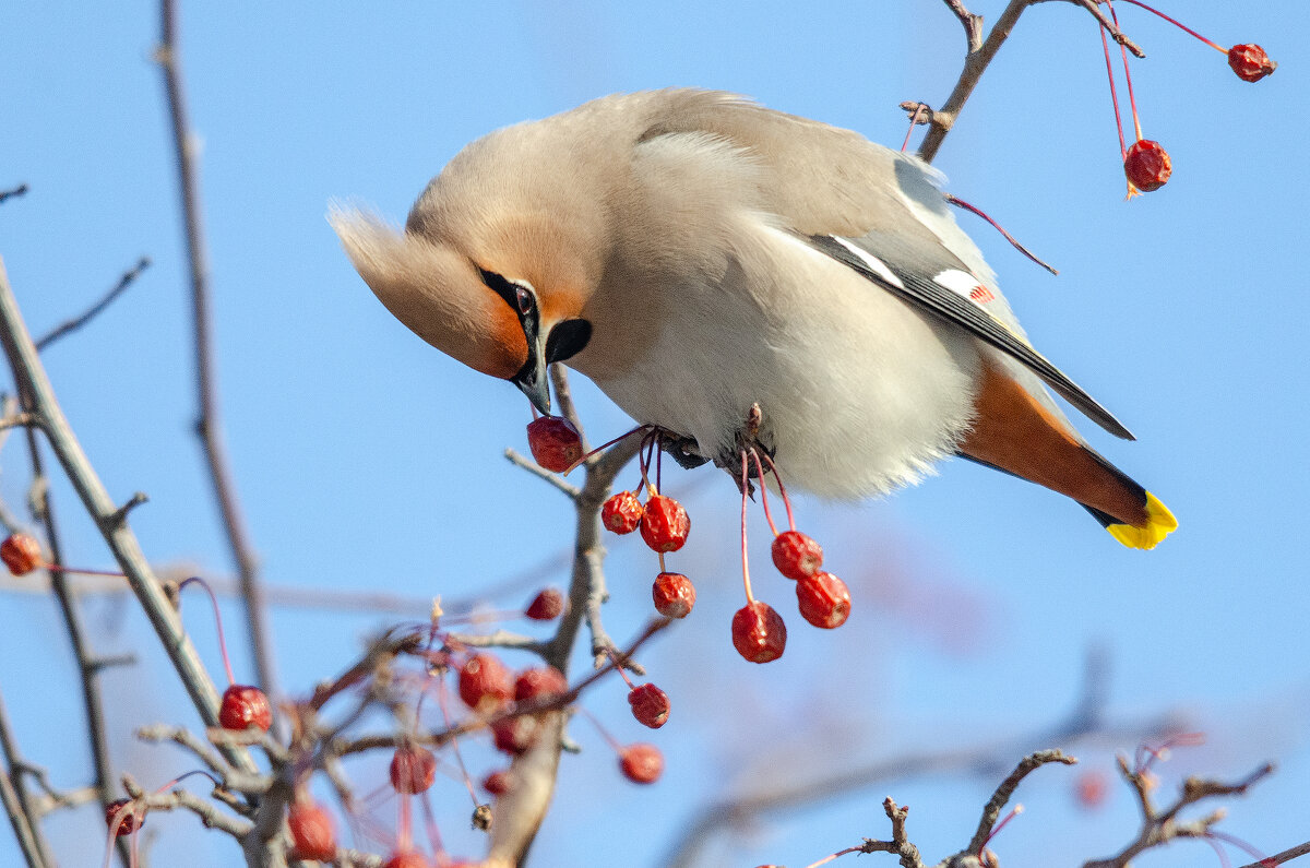 Свиристель - Виктор Иванович Чернюк