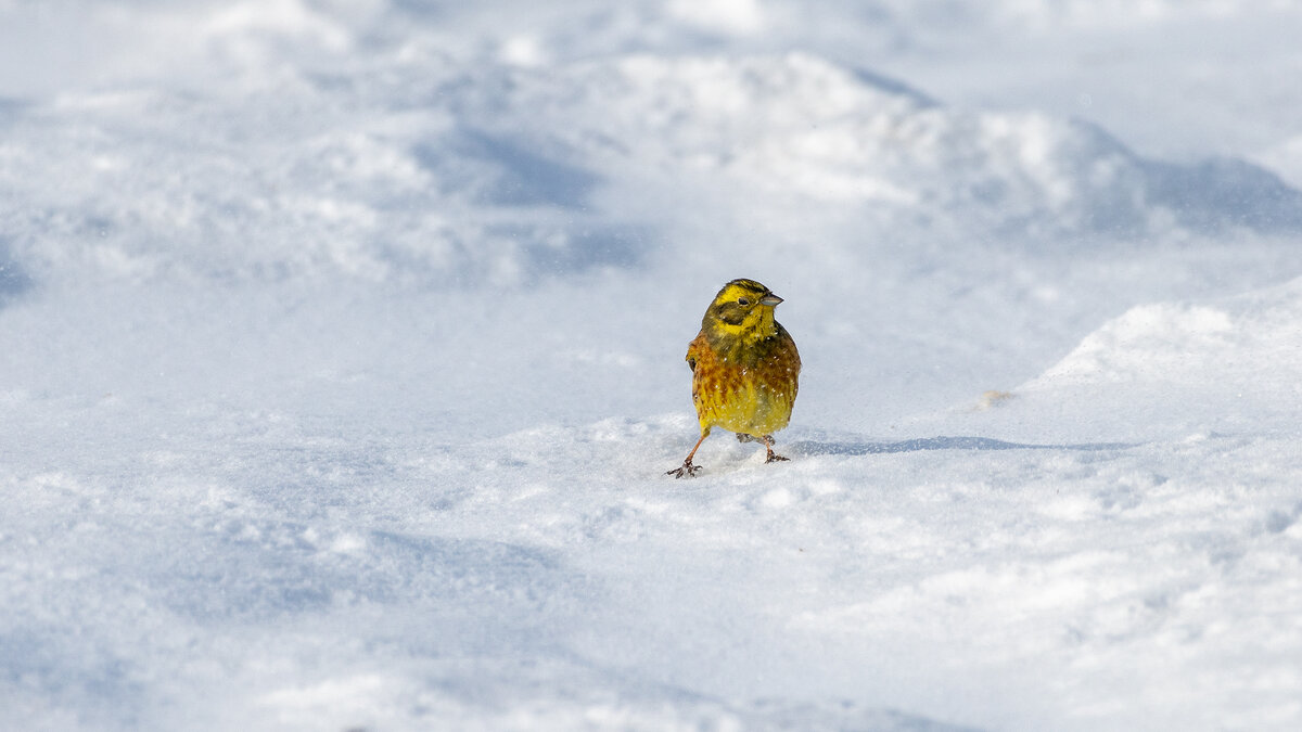 Овсянка на снегу - Владимир Лазарев Овсянка на снегу - Владимир Лазарев