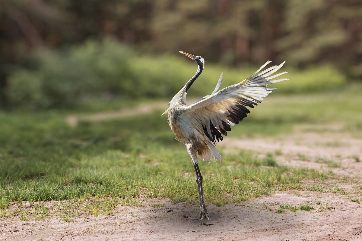 Журавль - SanSan 