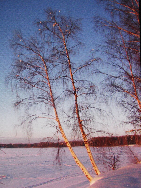 Красота зимы - Людмила Смородинская Красота зимы - Людмила Смородинская