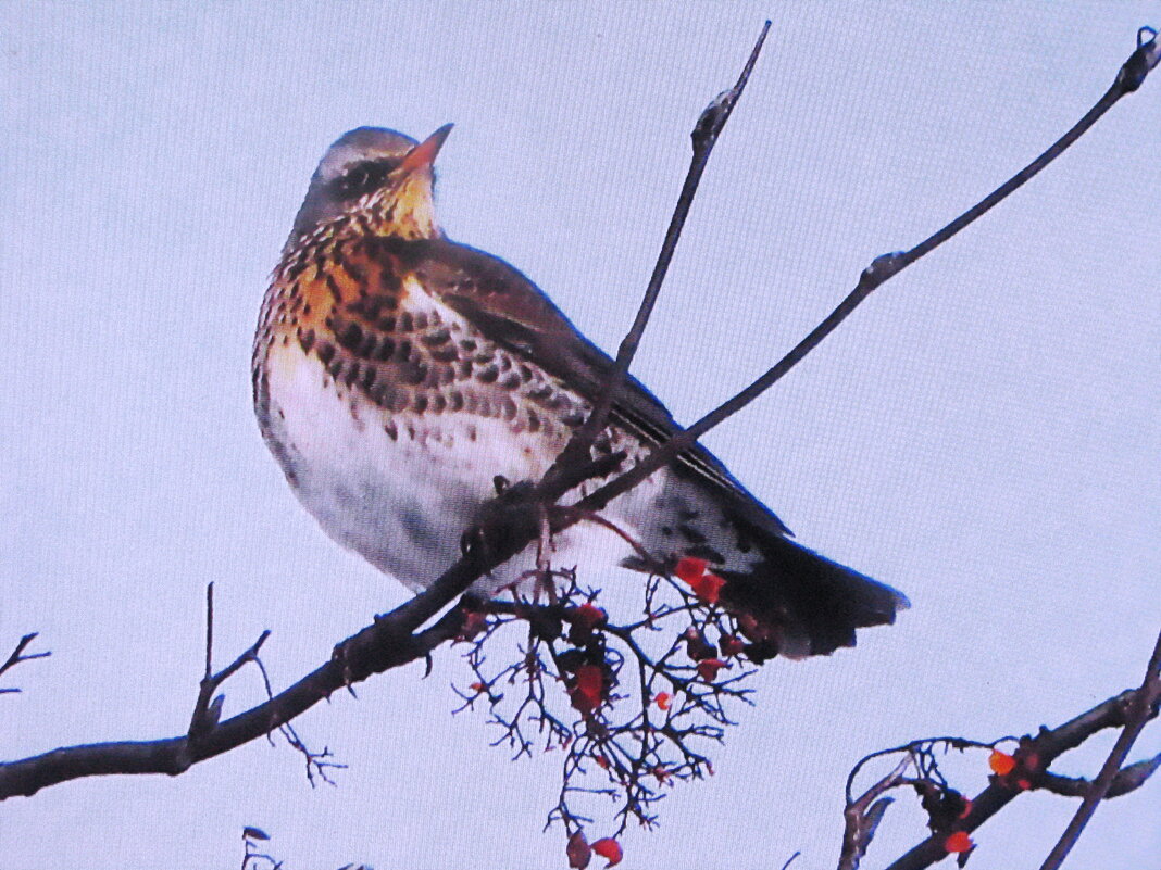Дрозд рябинник - Людмила Смородинская