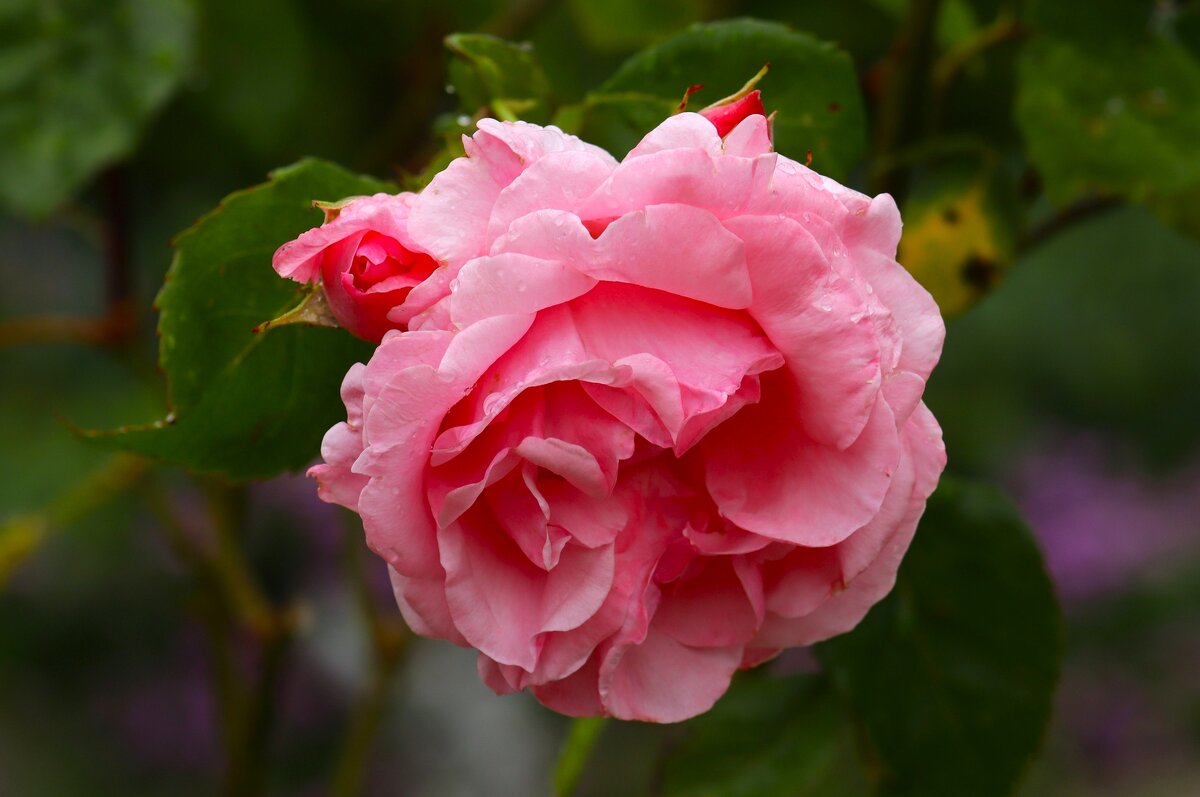 Доброе утро - Юрий. Шмаков