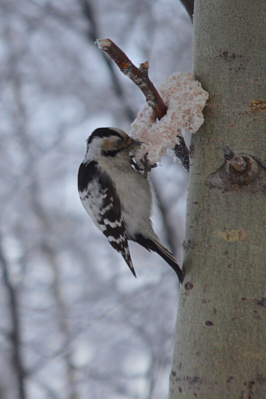Самый маленький дятел, - сало любят все! - Татьяна Лютаева