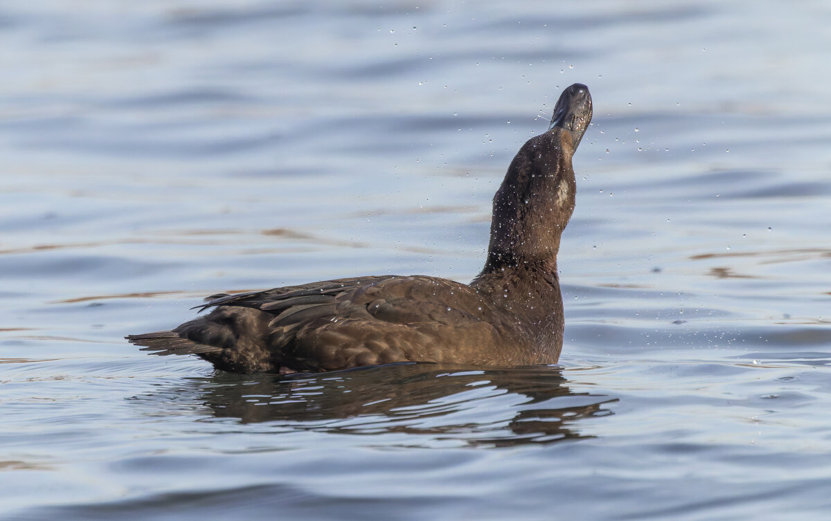 турпан. - юрий макаров