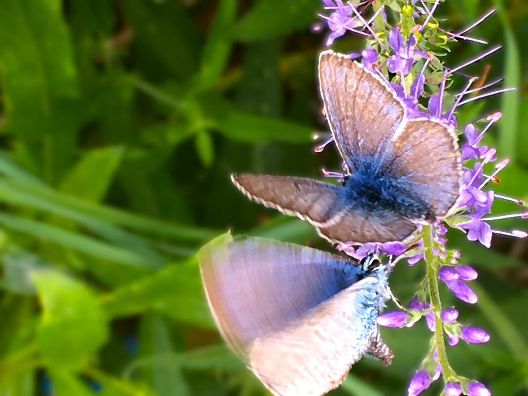 "мое удивление..." - Olga Oskolkova