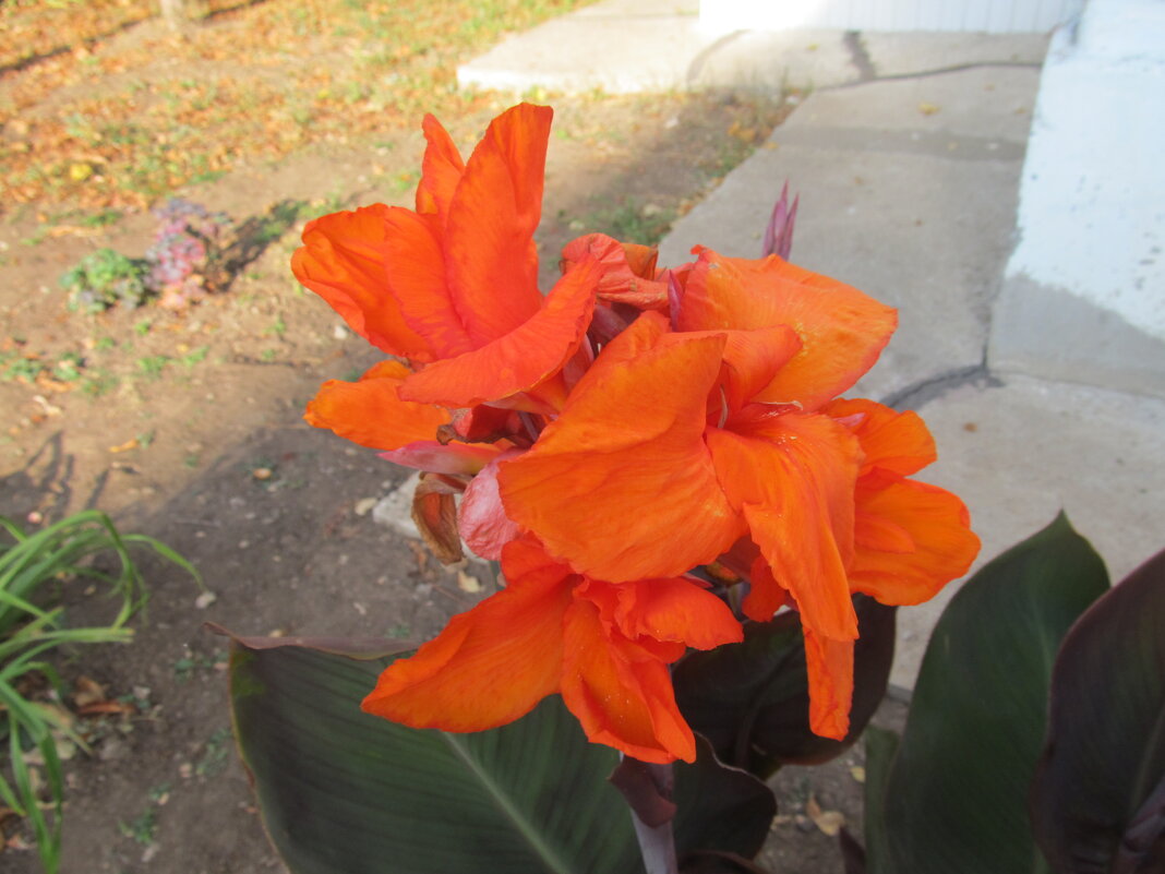 октябрь - Елена Шаламова