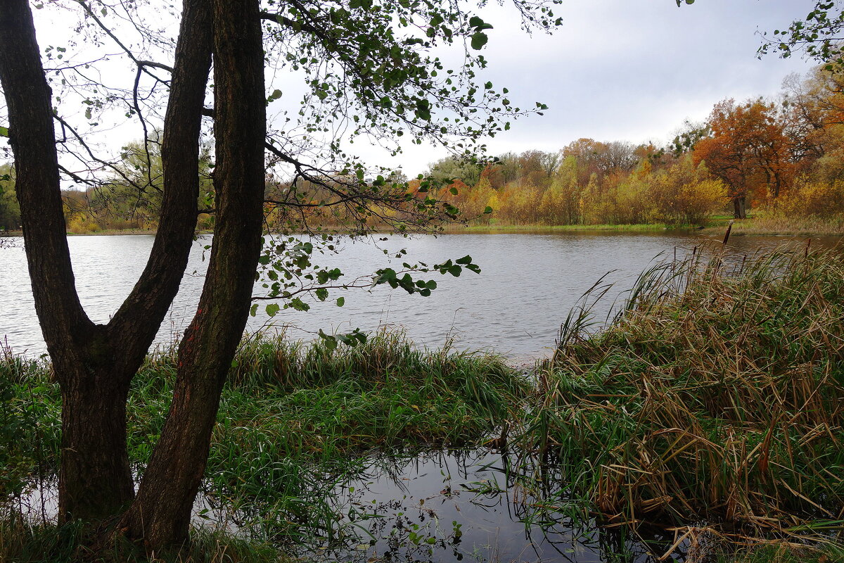 Озеро Лесное, Калининград - Рита Симонова Озеро Лесное, Калининград - Рита Симонова