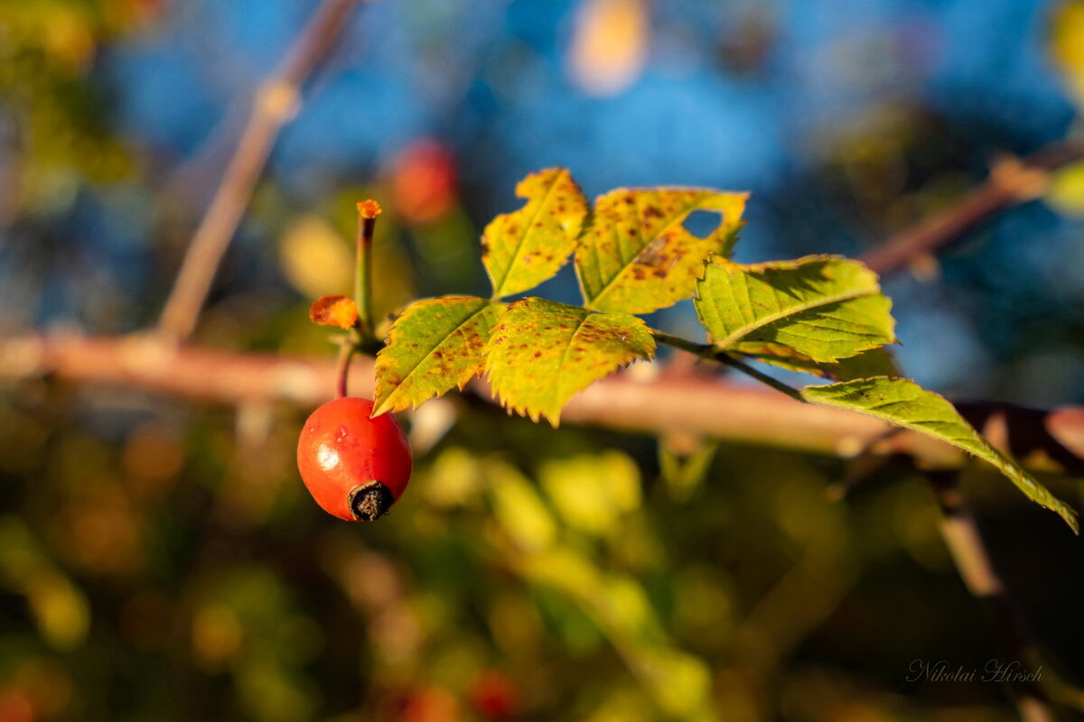 Шиповник в ноябре... - Николай Гирш