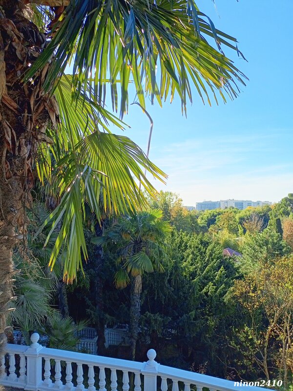 Адлер. Дендропарк "Южные культуры" - Нина Бутко Адлер. Дендропарк "Южные культуры" - Нина Бутко