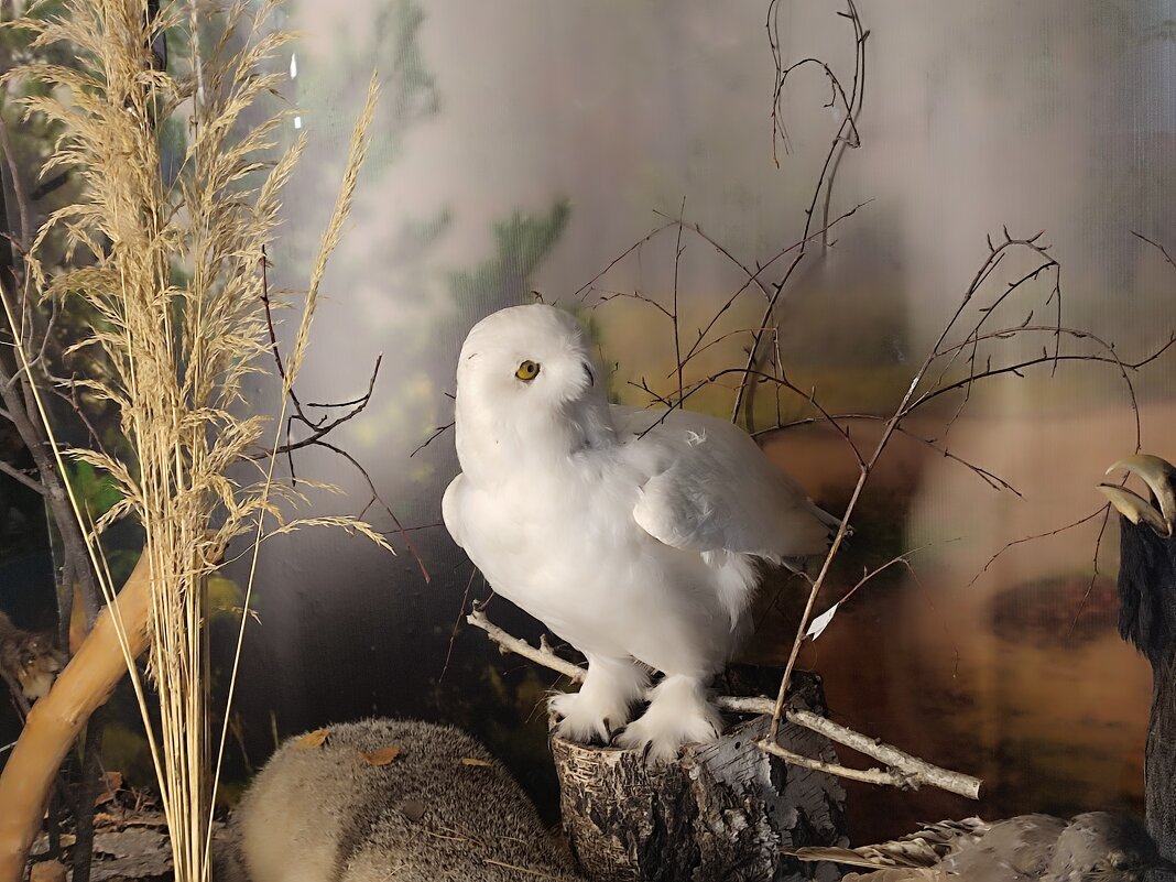 В музее - Валентина Богатко 