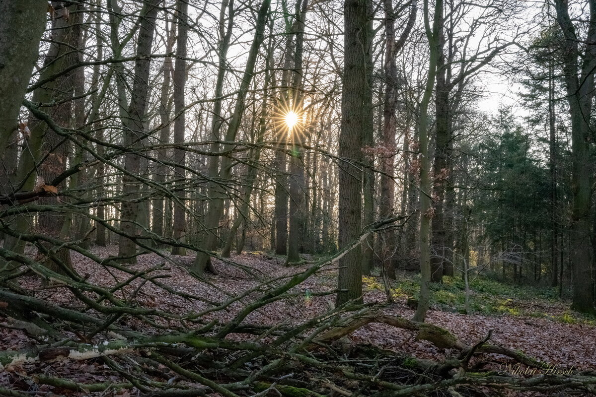 Февральское солнце... - Николай Гирш