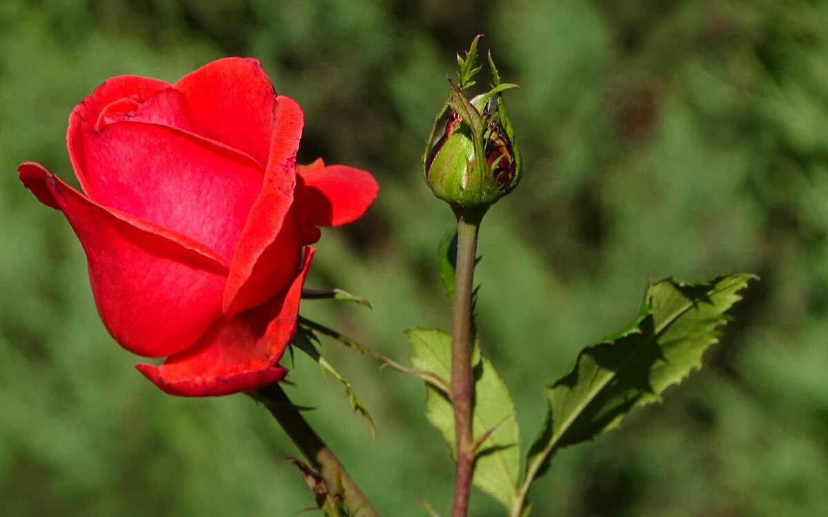 Зимой о цветах. - Милешкин Владимир Алексеевич 