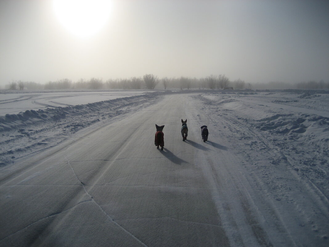 Зимняя дорога на озере - Anna Ivanova
