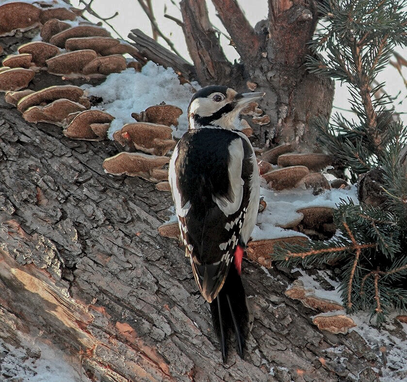 Эээх,  корзину забыл... - елена беликова